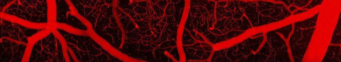 VCCBH Cover Image of capillaries