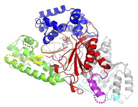 Crystal structure of human DNA polymerase theta