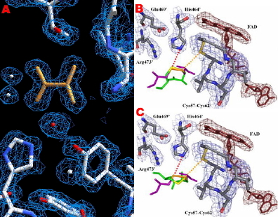 Prothrombinase