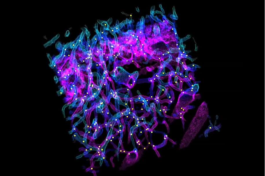 NelsonBrainBloodFlowImage a colorful computer image of capillary bed sizes in a layer of the somatosensory cortex showing branch point distribution