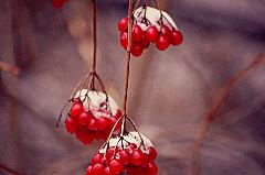 Red berries on white snow