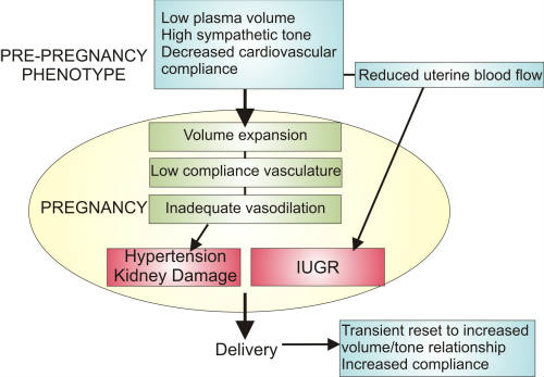 PlasmaVolumeExpansionModelcropped1 PlasmaVolumeExpansionModelcropped1