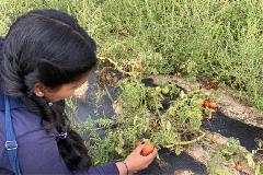 Trishnee harvesting tomatoes 