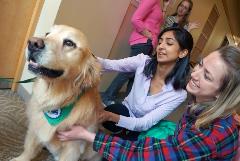 Tucker Therapy Dog Wellness